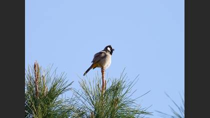 White-eared Bulbul