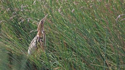 Eurasian Bittern