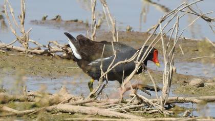 Common Moorhen