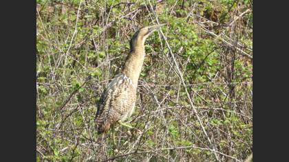 Eurasian Bittern