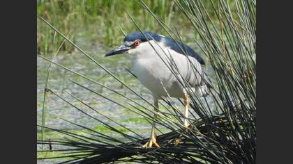 Black-crowned Night Heron