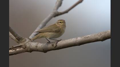 Common Chiffchaff