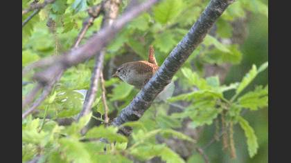 Eurasian Wren