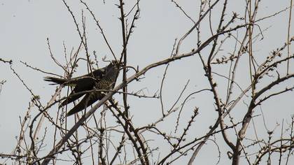 Common Cuckoo