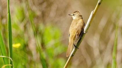 Great Reed Warbler