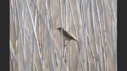 Common Reed Warbler