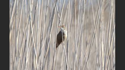 Great Reed Warbler