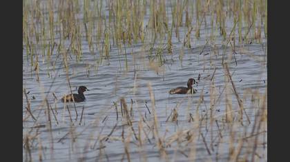 Little Grebe