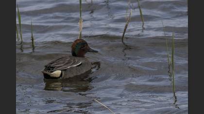 Eurasian Teal