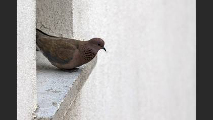 Laughing Dove