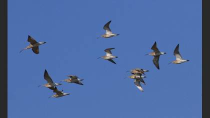 Eurasian Curlew