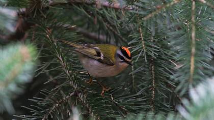 Common Firecrest