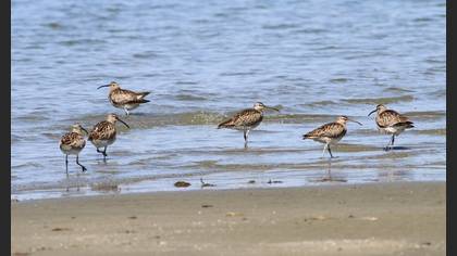 Eurasian Whimbrel