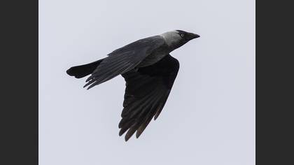 Western Jackdaw
