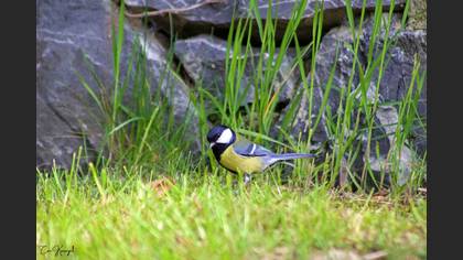 Great Tit