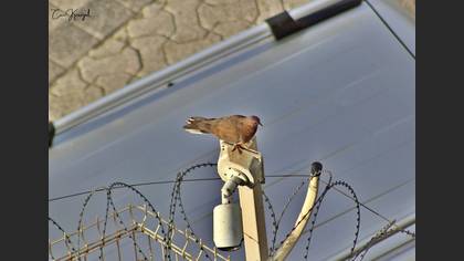 Laughing Dove
