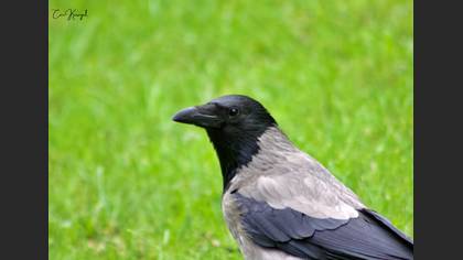 Hooded Crow