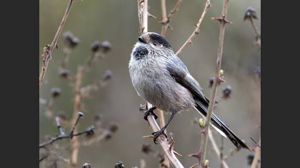 Long-tailed Tit