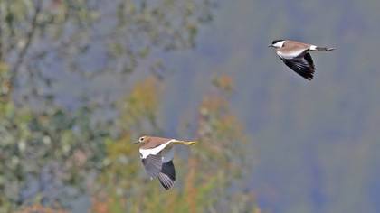 White-tailed Lapwing