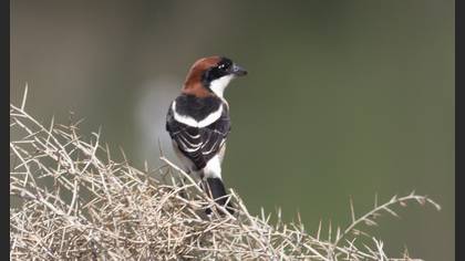 Woodchat Shrike