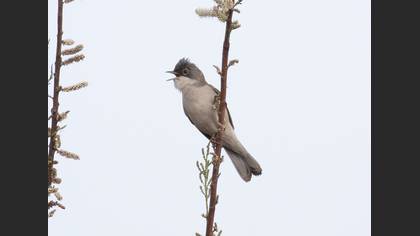 Menetries`s Warbler