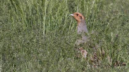 Grey Partridge