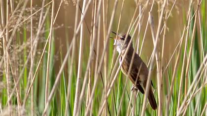 Great Reed Warbler
