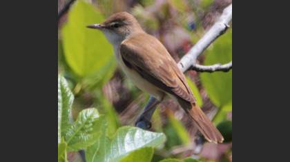 Great Reed Warbler