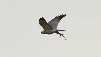 Levant Sparrowhawk