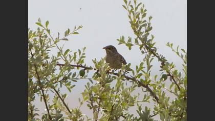 Barred Warbler