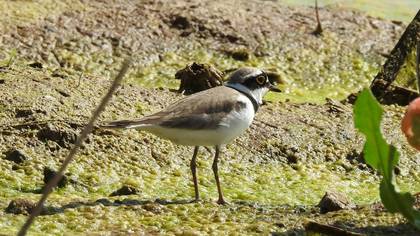 Little Ringed Plover