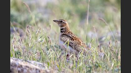 Bimaculated Lark