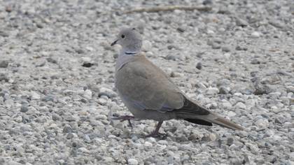 Eurasian Collared Dove