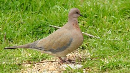 Laughing Dove