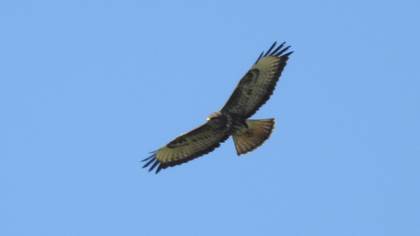 Common Buzzard
