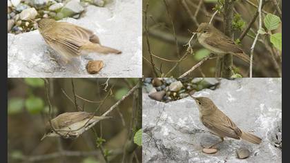 Marsh Warbler