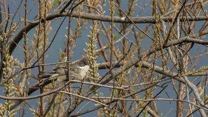 Common Whitethroat