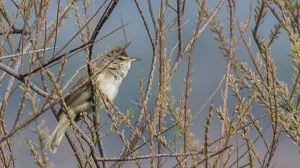 Great Reed Warbler