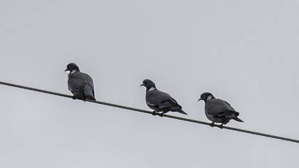 Common Wood Pigeon