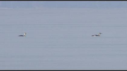 Red-throated Loon