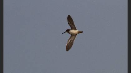 Jack Snipe