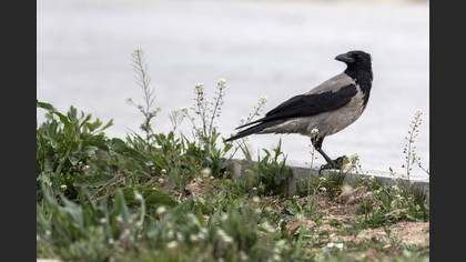 Hooded Crow