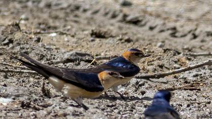European Red-rumped Swallow