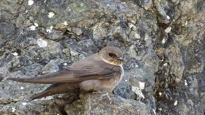 Eurasian Crag Martin