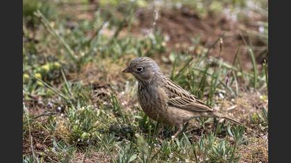 Cretzschmar`s Bunting