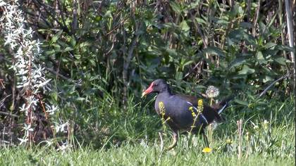 Common Moorhen