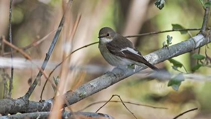 European Pied Flycatcher