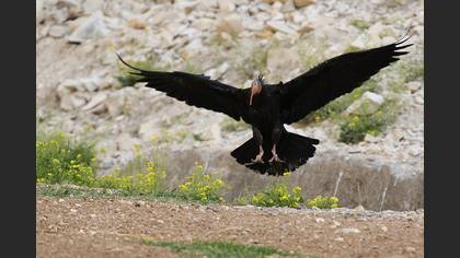 Northern Bald Ibis