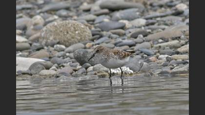 Little Stint