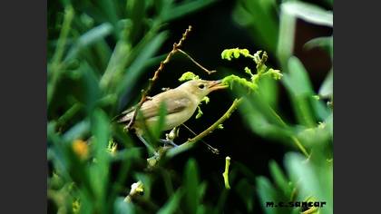 Icterine Warbler